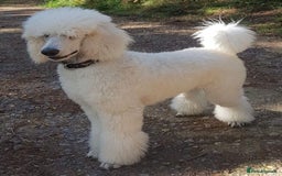 Goldendoodle dogs for sale: 7 beautiful golden doodles  - Advert 12