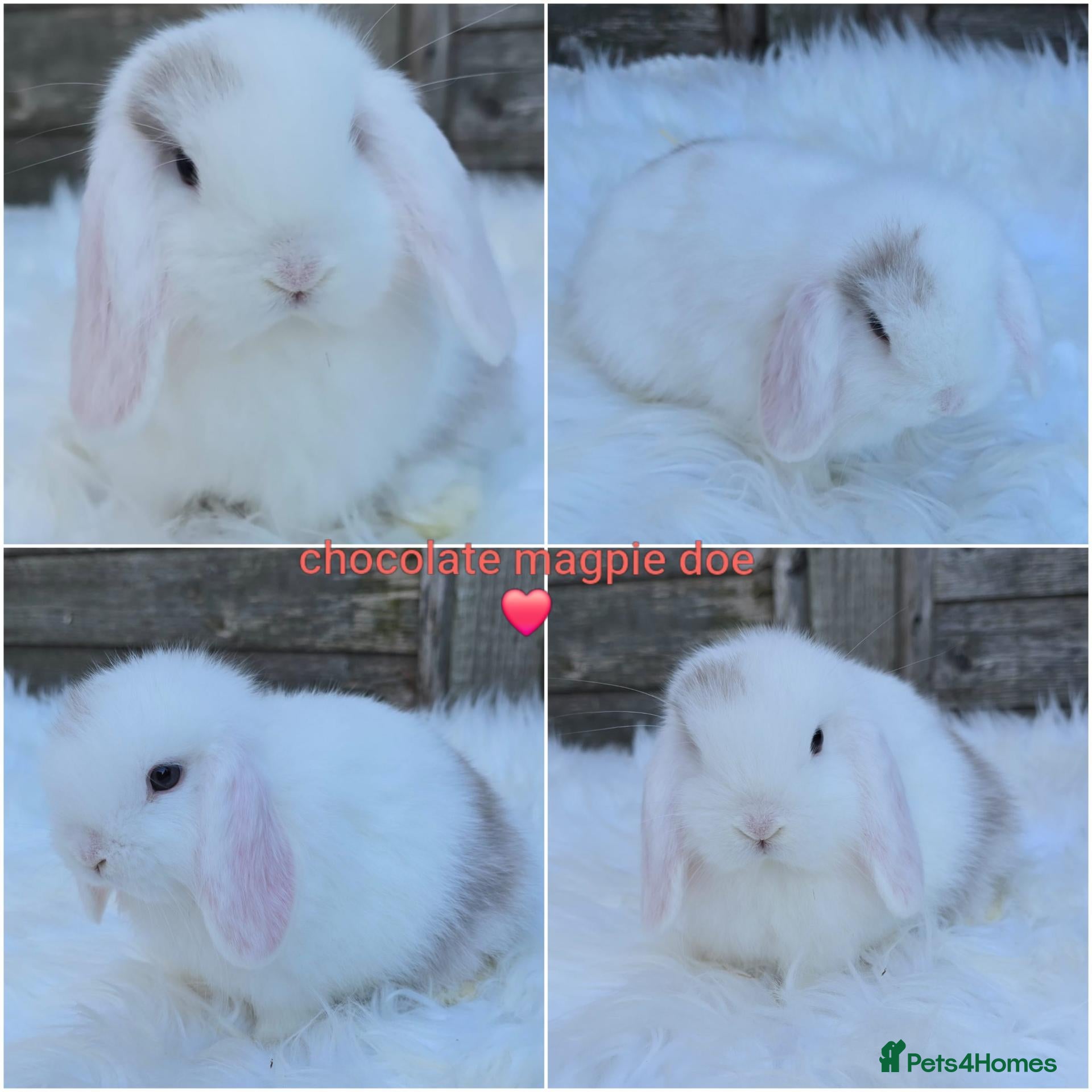 Mini Lop rabbits for sale: Gorgeous pure breed mini lops  - Advert 2
