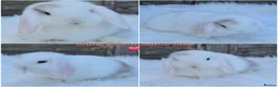 Mini Lop rabbits for sale: Gorgeous pure breed mini lops  - Advert 2