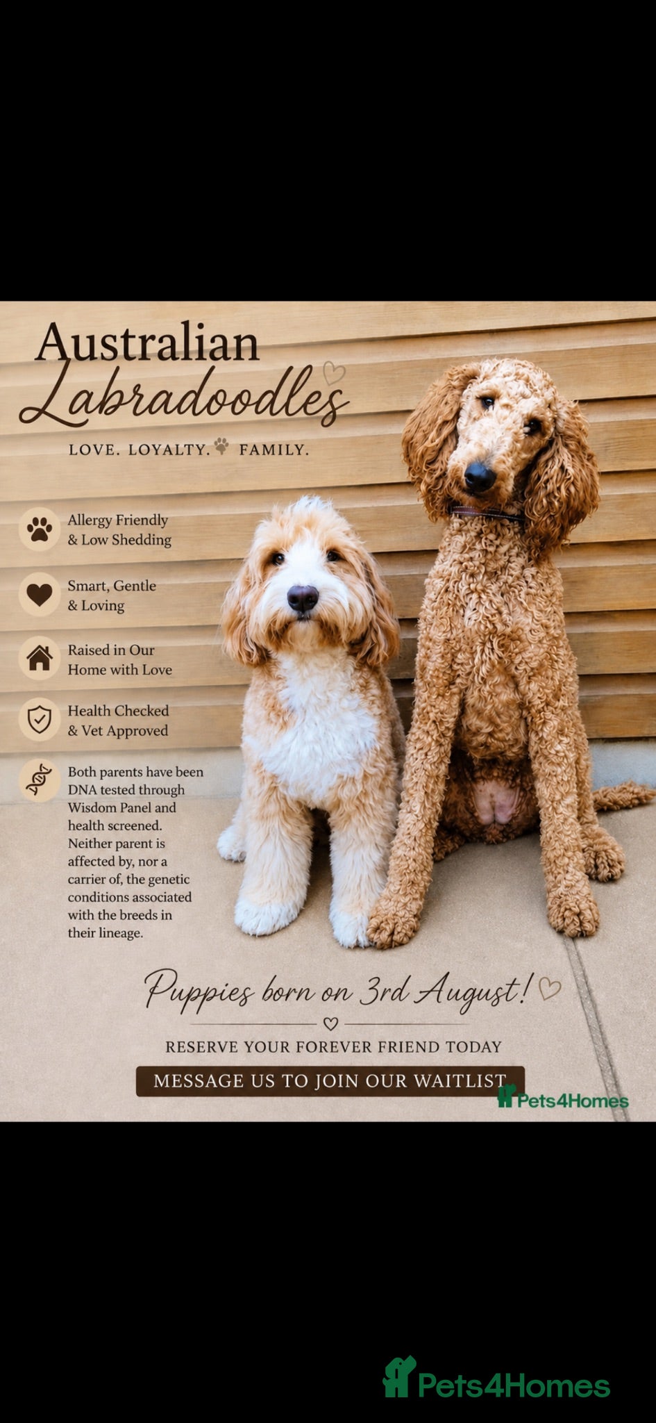 Australian Labradoodle dogs Birth announcement📣  📣 - Advert 13