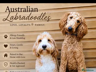 Australian Labradoodle dogs Birth announcement📣 📣 - Advert 11