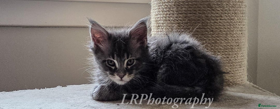 Maine Coon cats for sale: TICA REGISTERED MAINE COONS - Advert 5