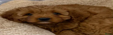 Cavapoo 3