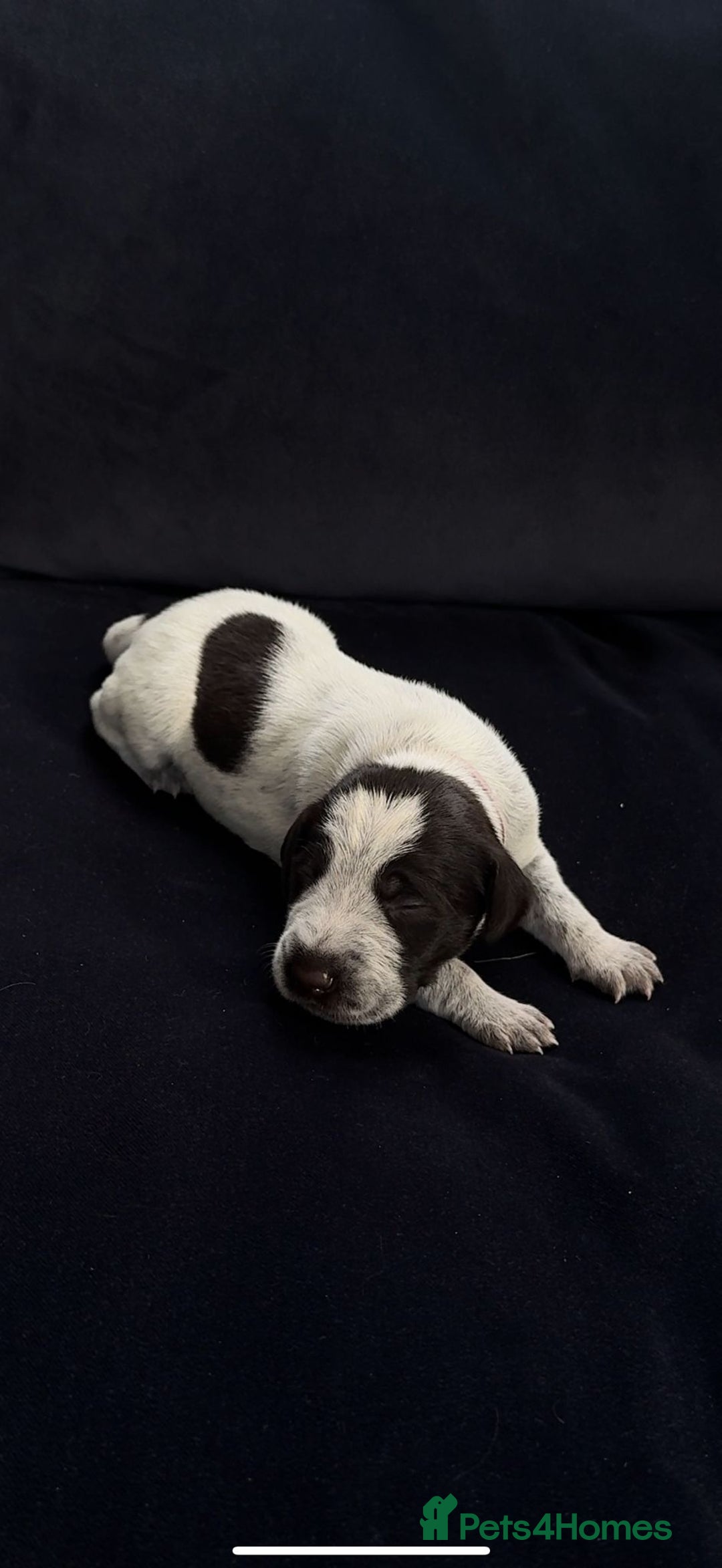 German Wirehaired Pointer dogs for sale: Beautiful GWP's for sale KC Registered - Image 17