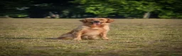Golden Retriever dogs for sale: Working Golden Retriever Puppies - Advert 3
