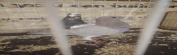 Pigeons birds for sale: Racing pigeon for sale  - Advert 2