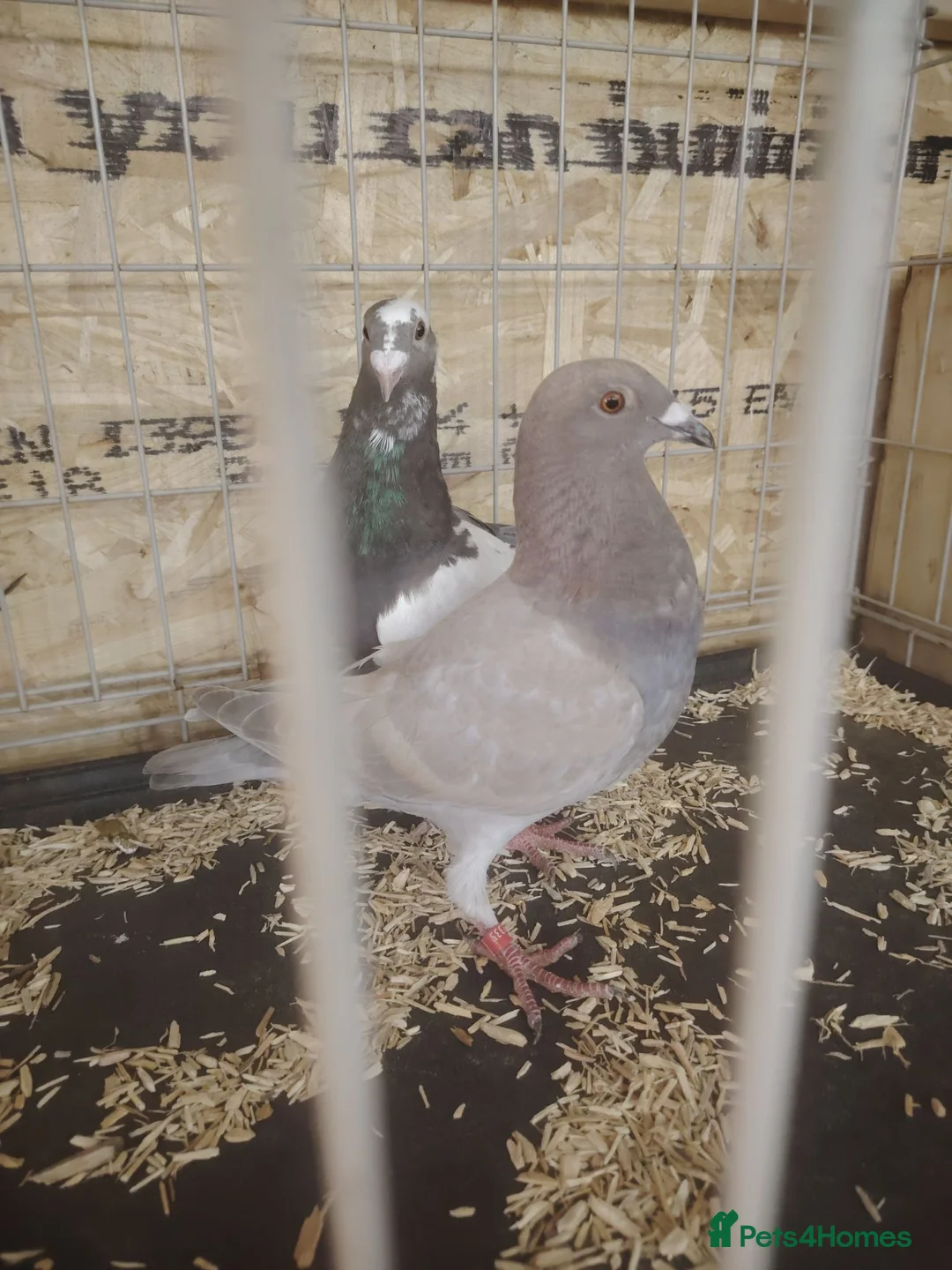 Pigeons birds for sale: Racing pigeon for sale  - Advert 2