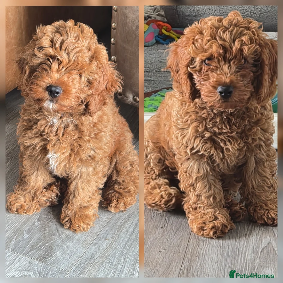 Cavapoo dogs for sale: Adorable Red F1B Cavapoo Puppies - Advert 1