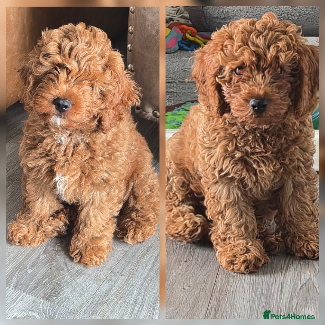 Cavapoo dogs Adorable Red F1B Cavapoo Puppies - Advert 8