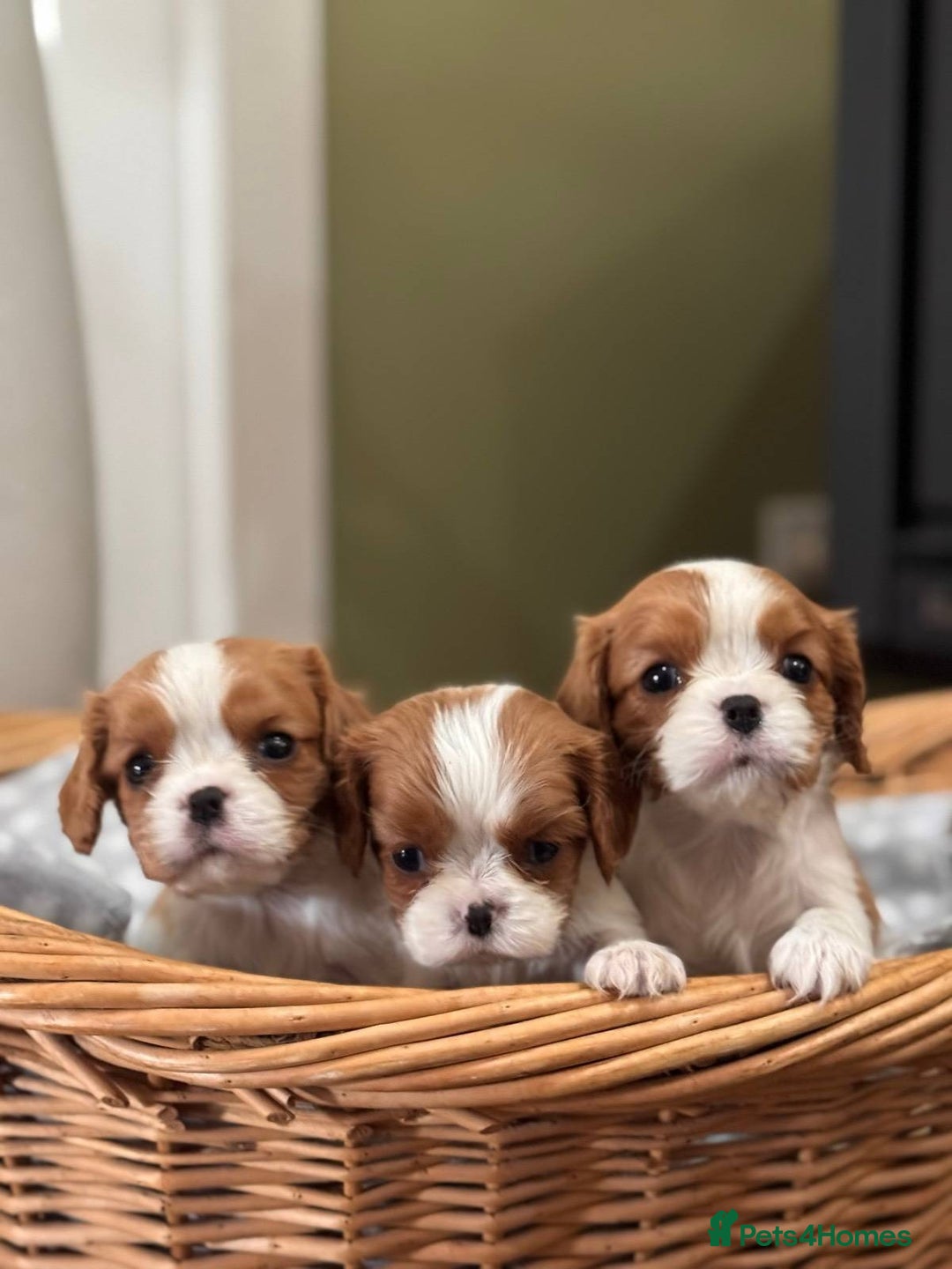 Cavalier King Charles Spaniel dogs for sale:  Cavalier King Charles Spaniel Puppies for Sale  - Image 2