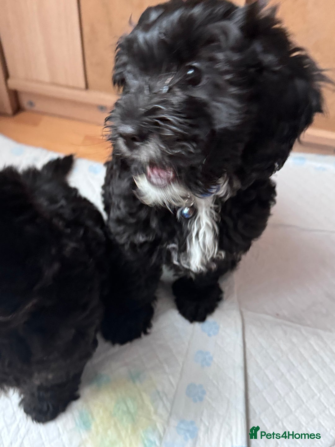 Mixed Breed dogs for sale: Shihpoo puppies  - Advert 7