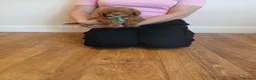 Cockapoo dogs for sale: Cockapoo puppies  - Advert 14