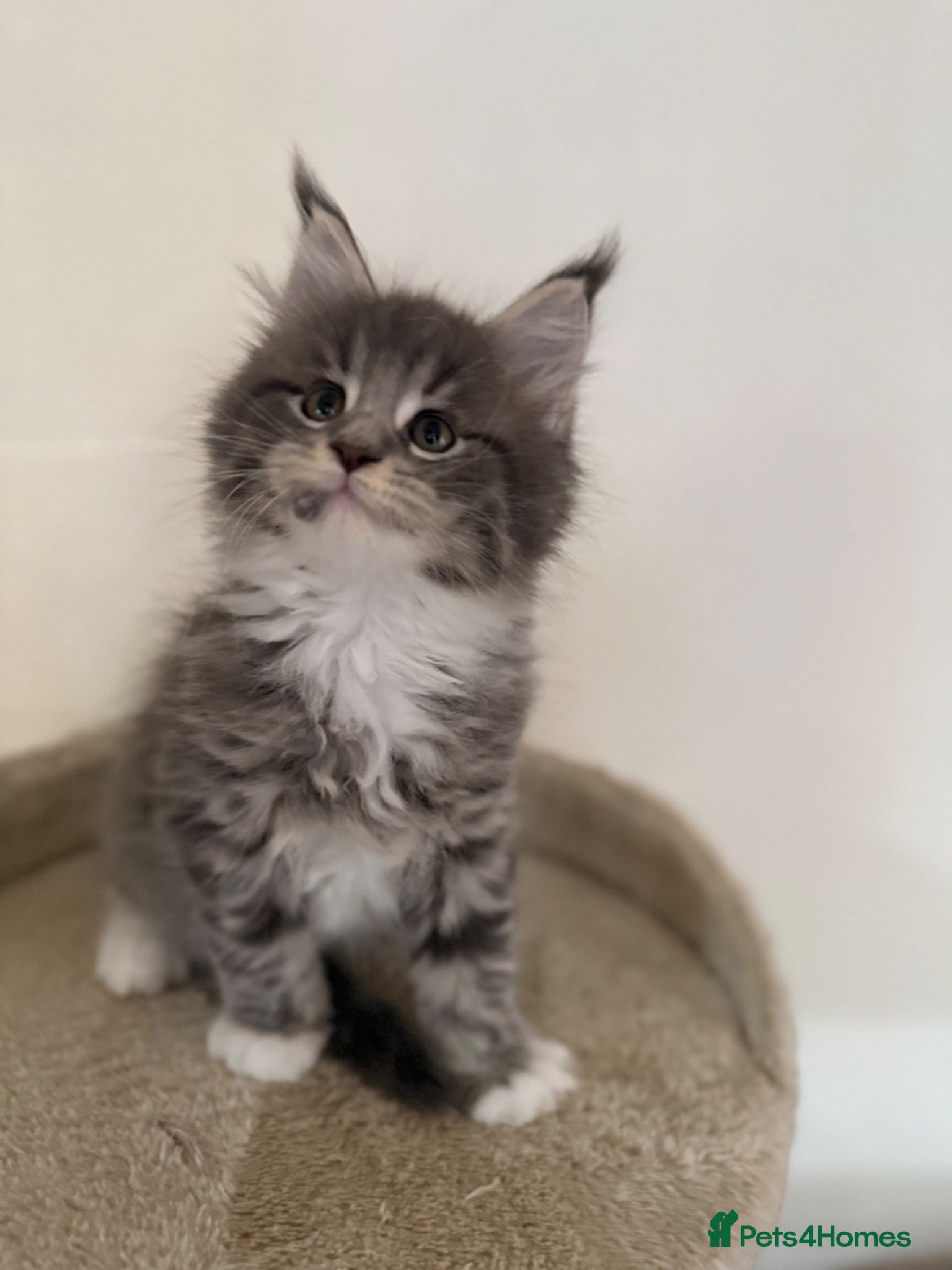 Maine Coon cats Maine Coon Kittens Tica Registered  - Advert 1