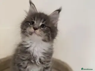 Maine Coon cats Maine Coon Kittens Tica Registered - Advert 1