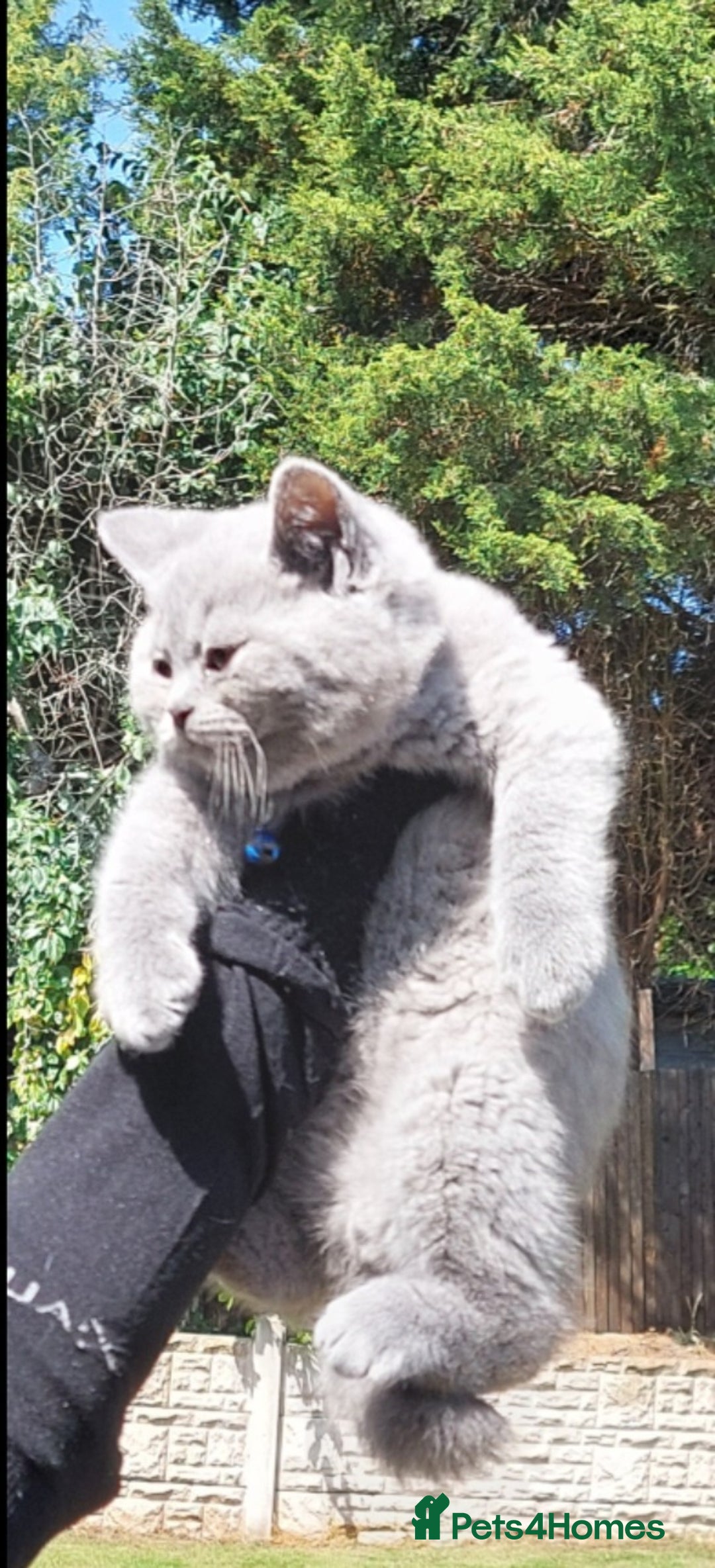 British Shorthair cats for sale: 💥CHAMPION💥SIRED💥🏆FEMALE😍🔥 in Dudley - Image 8