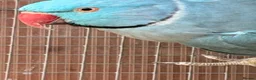 Ringnecks birds for sale: Blue Indian Ringnecks for sale - Advert 2