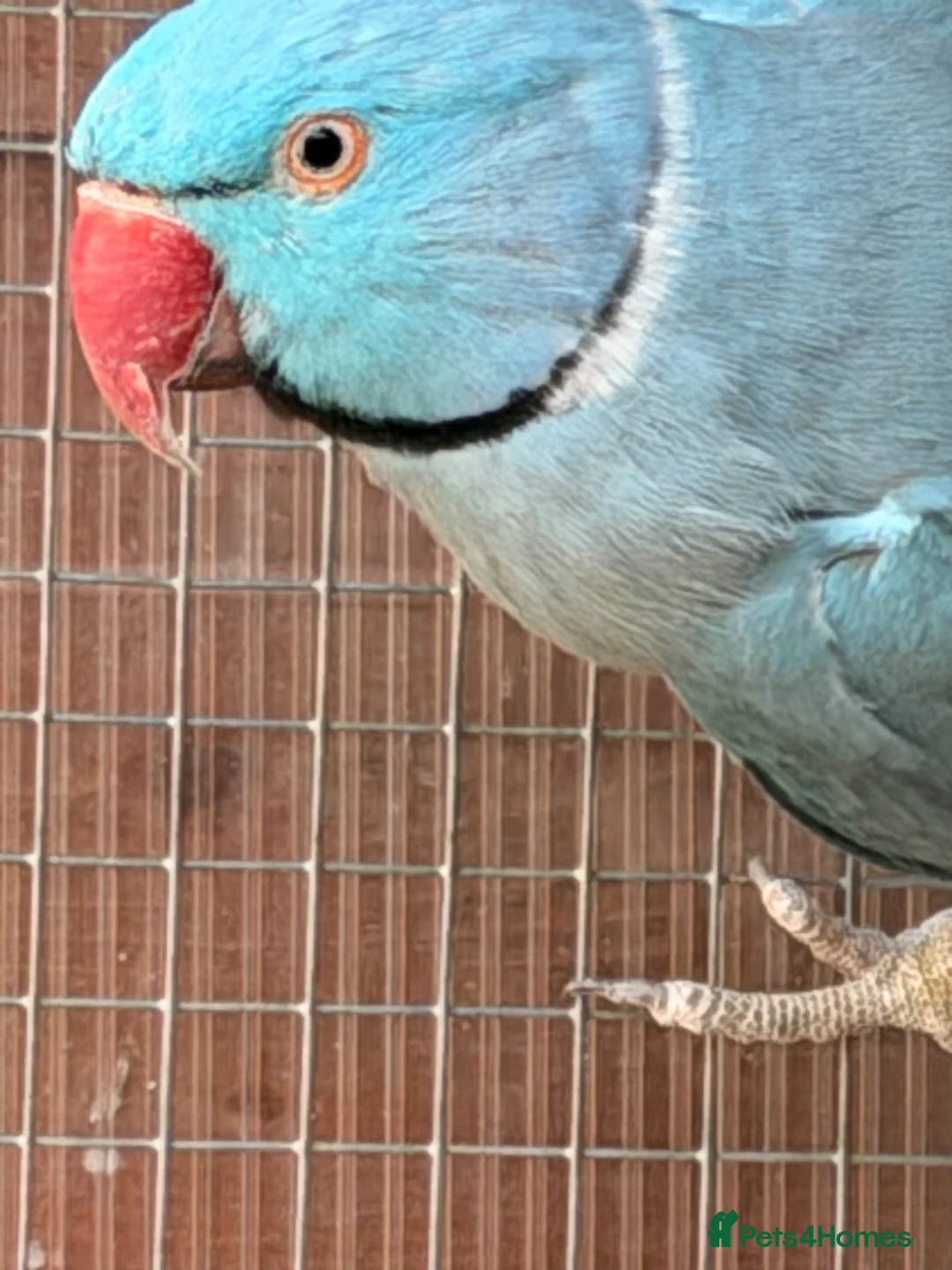 Ringnecks birds for sale: Blue Indian Ringnecks for sale - Advert 2