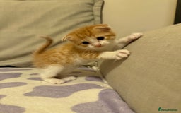 Scottish Fold cats for sale: Scottish fold mix with tabby .  - Image 7