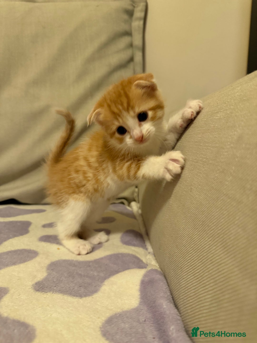 Scottish Fold cats for sale: Scottish fold mix with tabby .  - Image 7