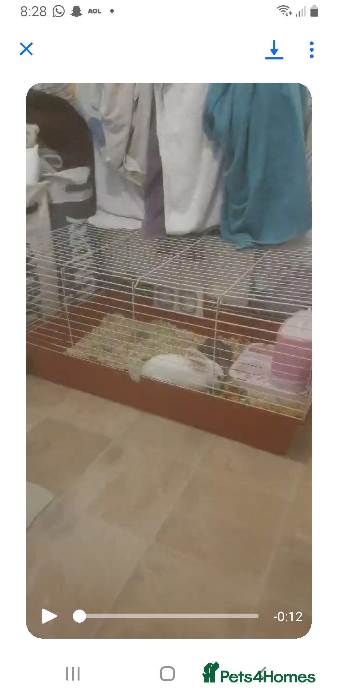 Rex rabbits for sale: Rew mini rex girl and dwarf/lionhead girl - Advert 2