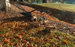 Cocker Spaniel dogs for sale: Kc reg Working Cocker Spaniels - Image 9