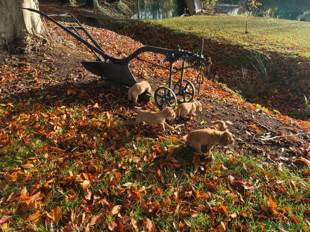 Cocker Spaniel dogs for sale: Kc reg Working Cocker Spaniels - Image 9