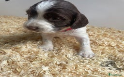 English Springer Spaniel dogs for sale: Working English springer spaniel puppies  - Image 9