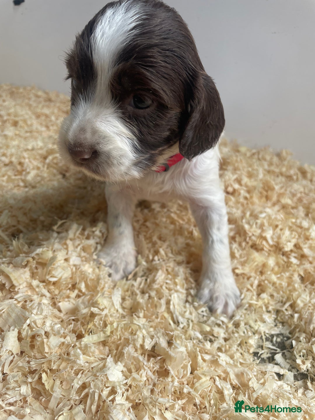 English Springer Spaniel dogs for sale: Working English springer spaniel puppies  - Image 9
