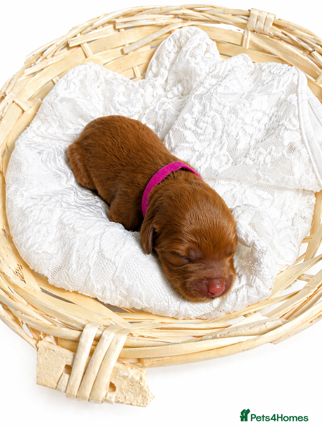 Australian Labradoodle dogs Stunning Red Aussie Doodle Multigen Puppies - Advert 2