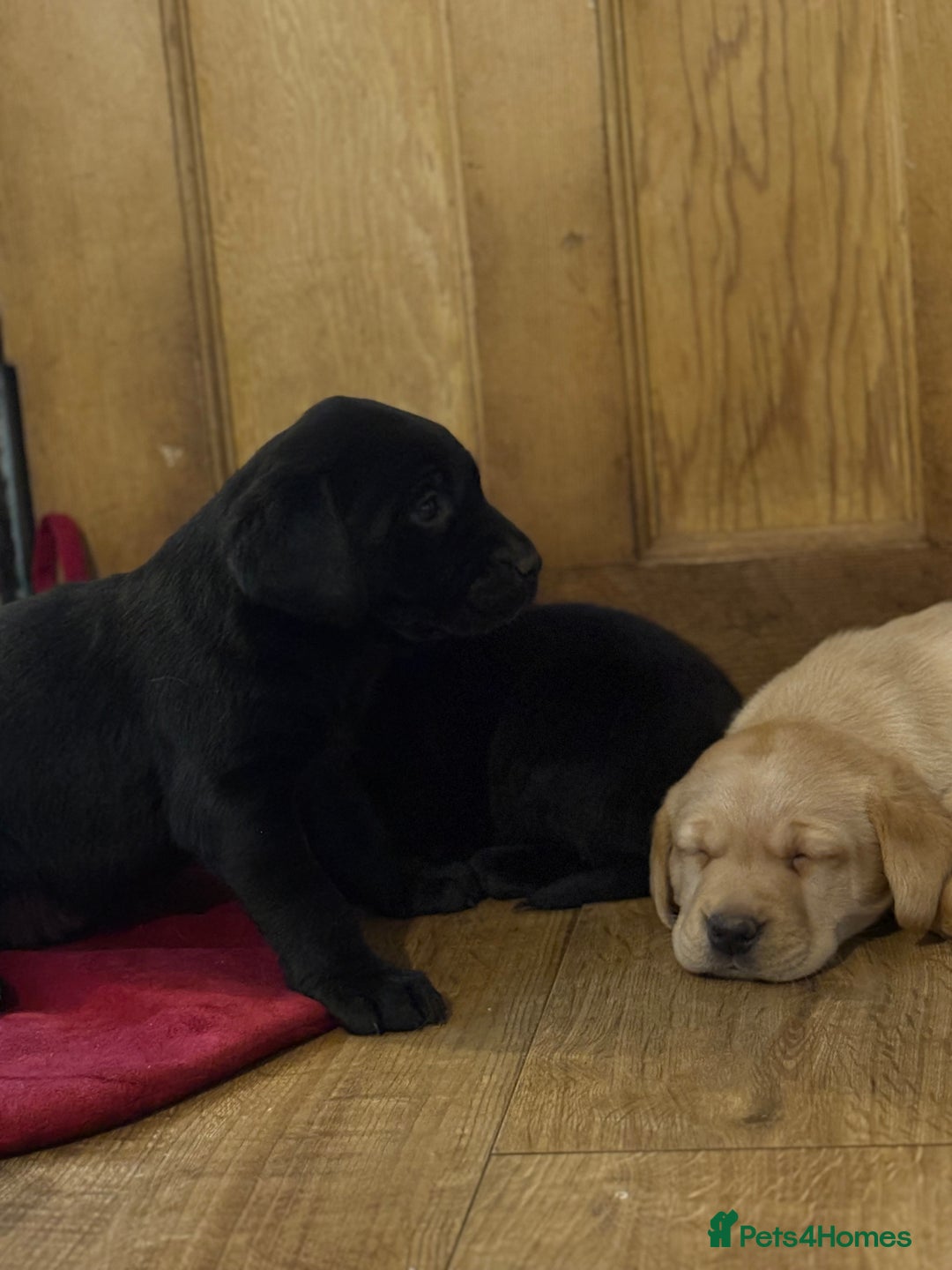 Labrador Retriever dogs for sale: 🐶KC Registered Labradors 🐶 - Advert 8