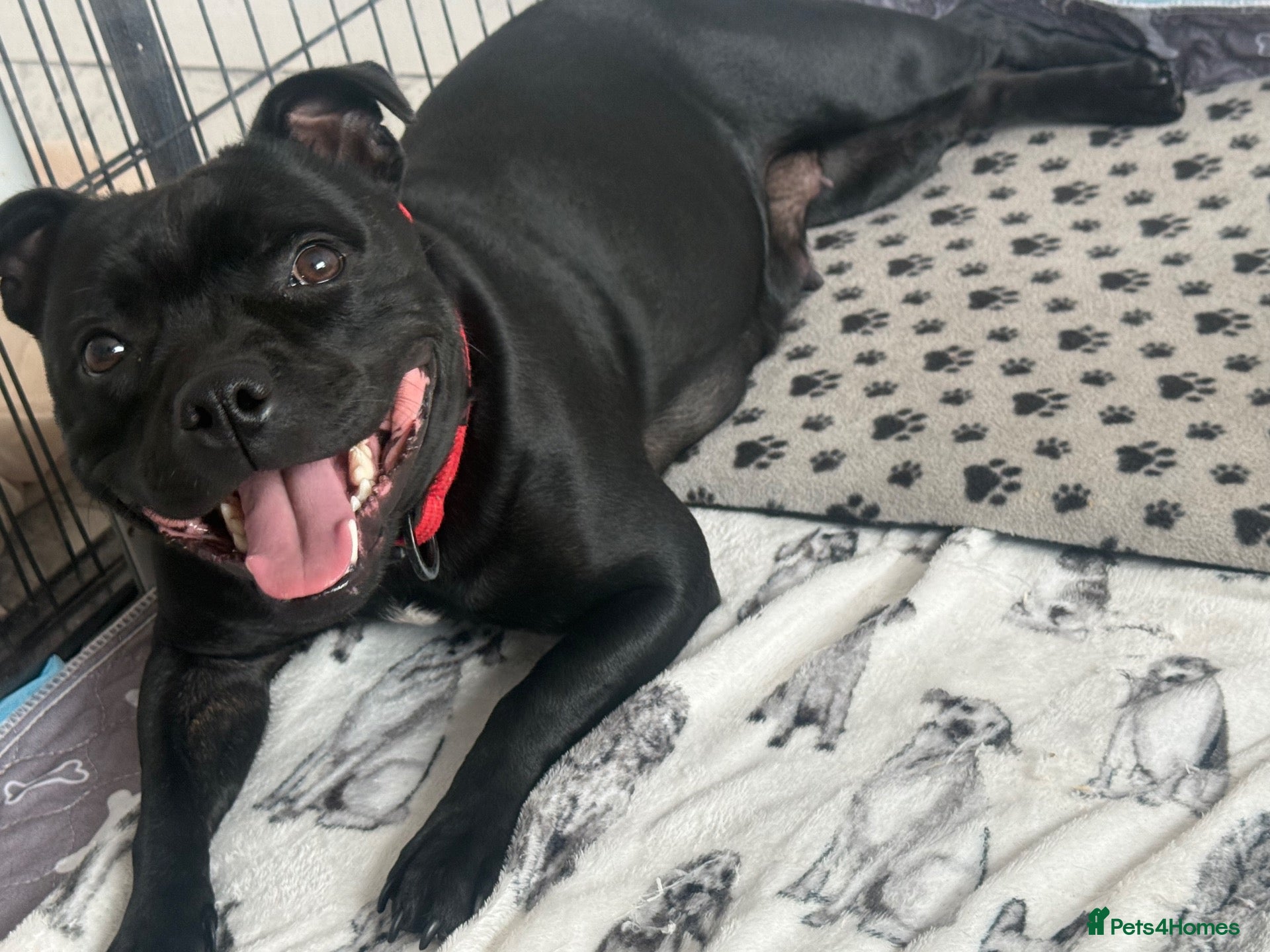 Staffordshire Bull Terrier dogs Beautiful chunky blue staffordshire female - Advert 5