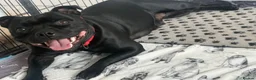 Staffordshire Bull Terrier dogs for sale: Beautiful chunky blue staffordshire female - Advert 1