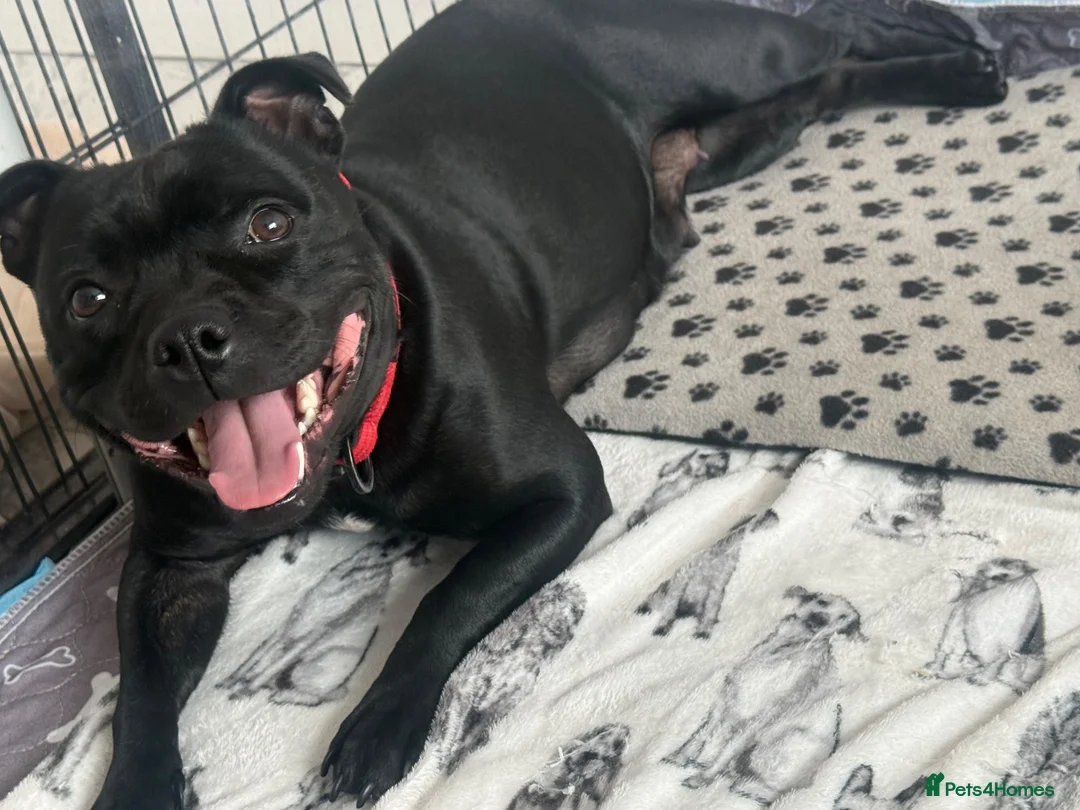 Staffordshire Bull Terrier dogs for sale: Beautiful chunky blue staffordshire female - Advert 1