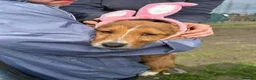 Mixed Breed dogs for adoption: Meet Lea, currently residing in Buckinghamshire  in Slough - Advert 5