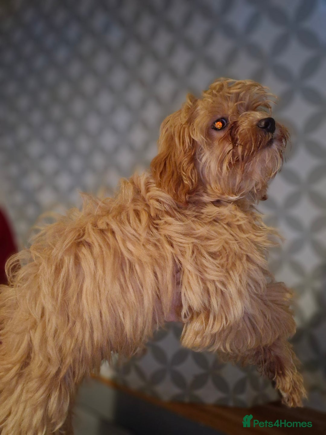 Maltipoo dogs for sale: Beautiful Maltipoo puppies  - Advert 10