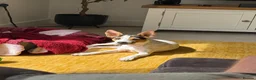 Jack Russell dogs for sale: Jack Russell Puppy - Advert 2