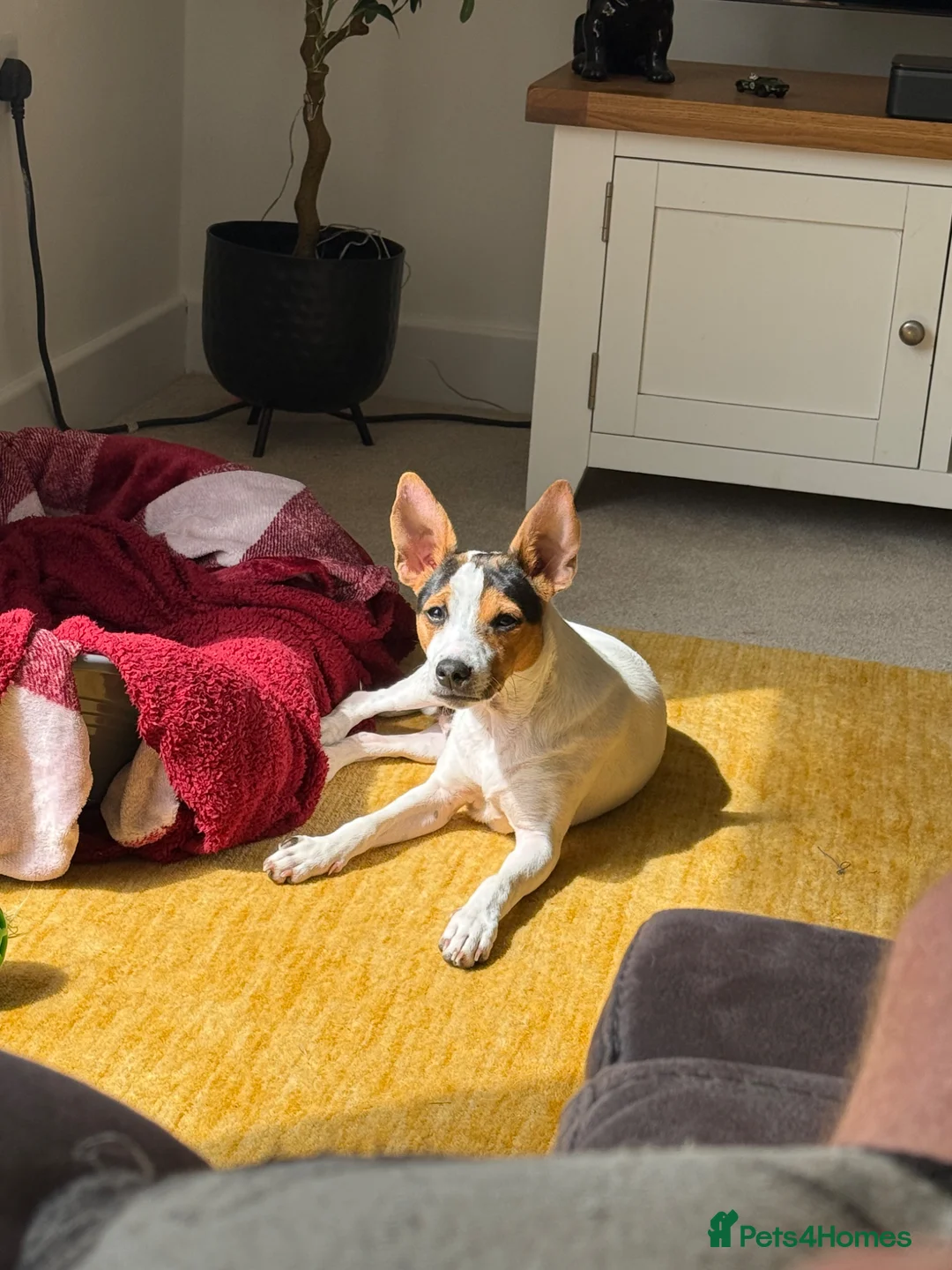 Jack Russell dogs for sale: Jack Russell Puppy - Advert 2