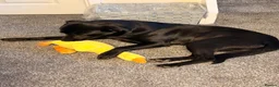 Borador dogs for sale: Borador for rehoming  - Advert 4