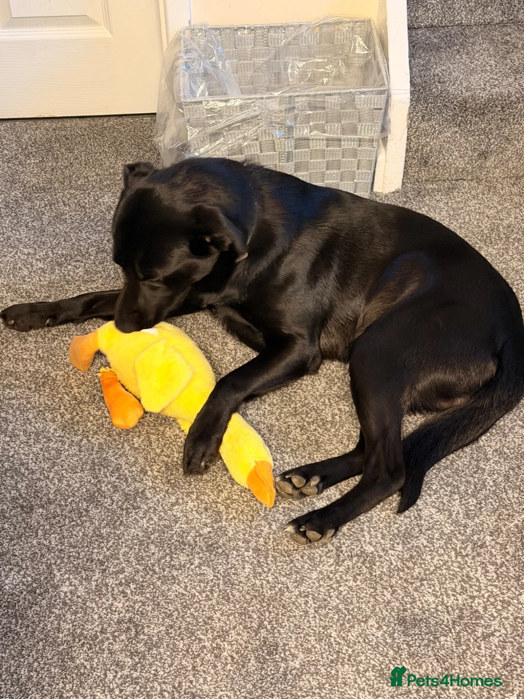 Borador dogs for sale: Borador for rehoming  - Advert 4