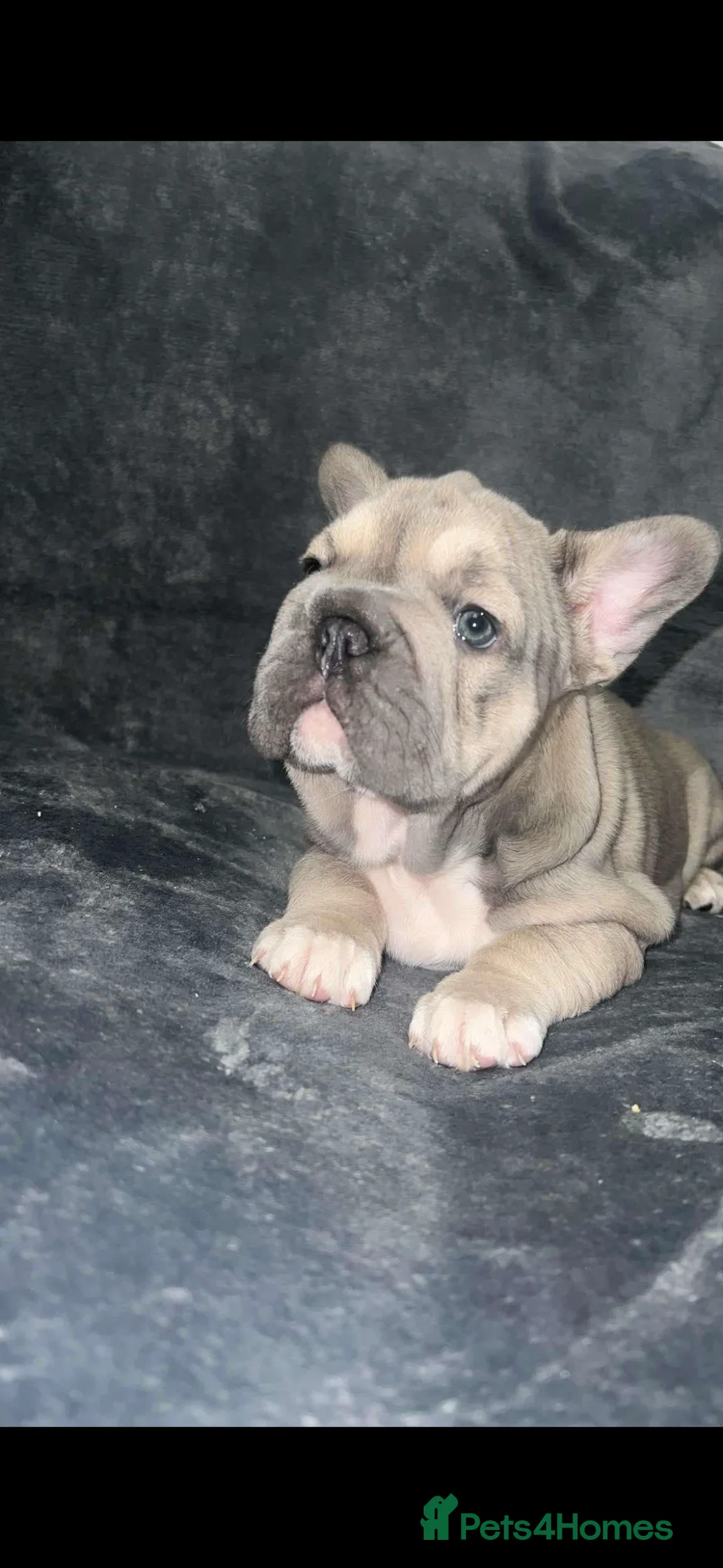 French Bulldog dogs for stud: french bulldog fluffy carrier in Birkenhead - Advert 10