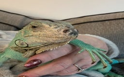 Iguana reptiles for sale: Blue female iguana  - Image 4