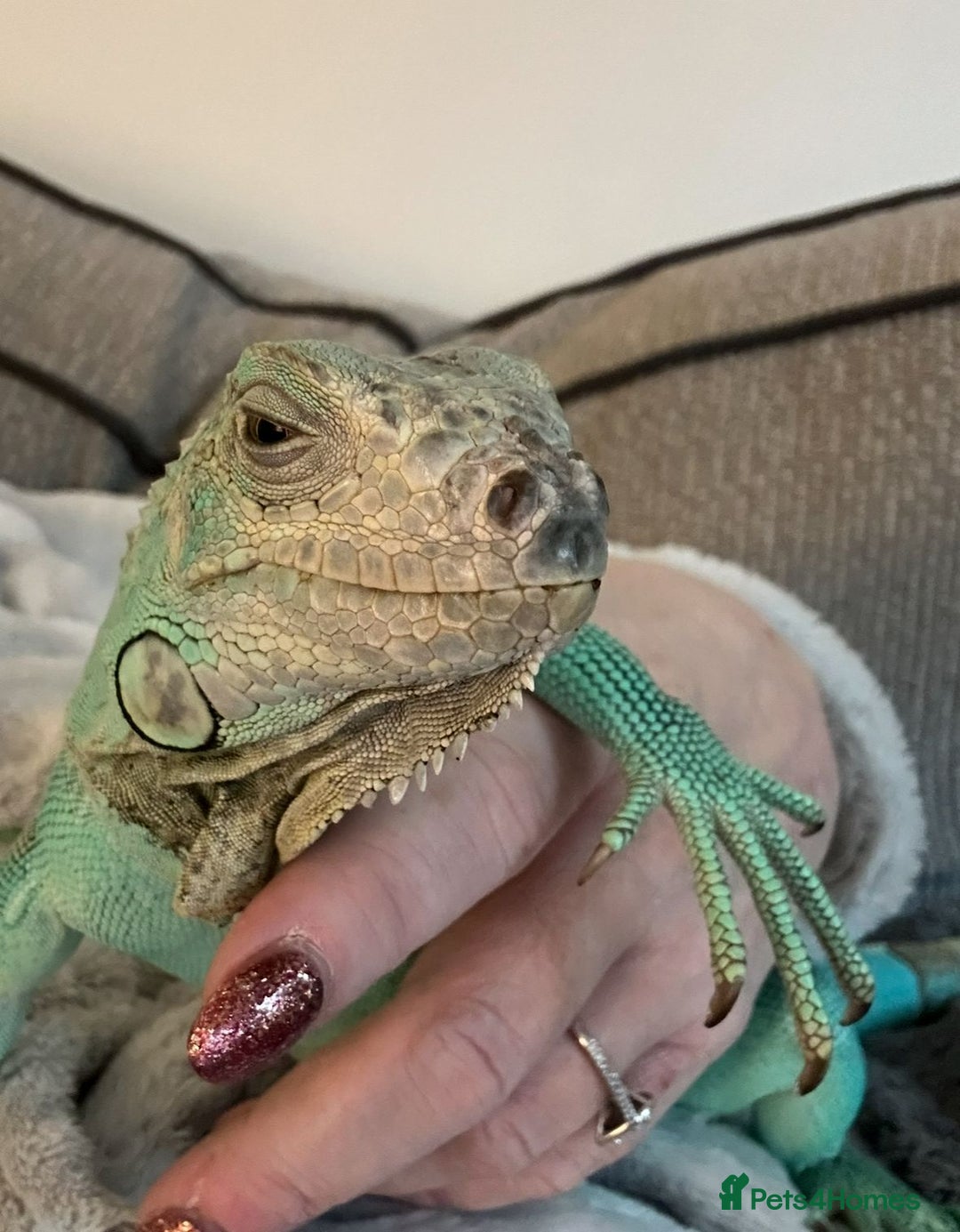 Iguana reptiles for sale: Blue female iguana  - Image 4