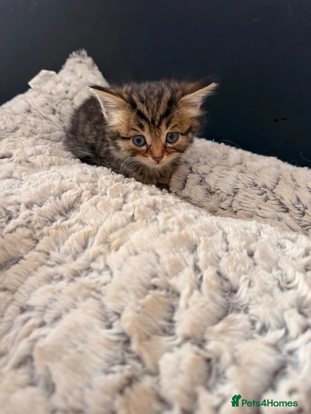 Mixed Breed cats for sale: 4 Beautiful kittens  - Advert 6