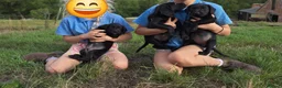 Springador dogs for sale: Springador puppies for Sale in Welshpool - Advert 3