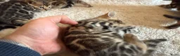 Bengal cats for sale: Outstanding Pedigree TICA Bengal Kittens - Advert 15