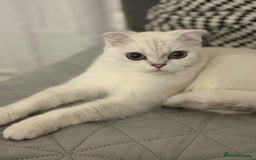Scottish Fold cats for sale: White Scottish Fold Female looking for loving home - Image 7
