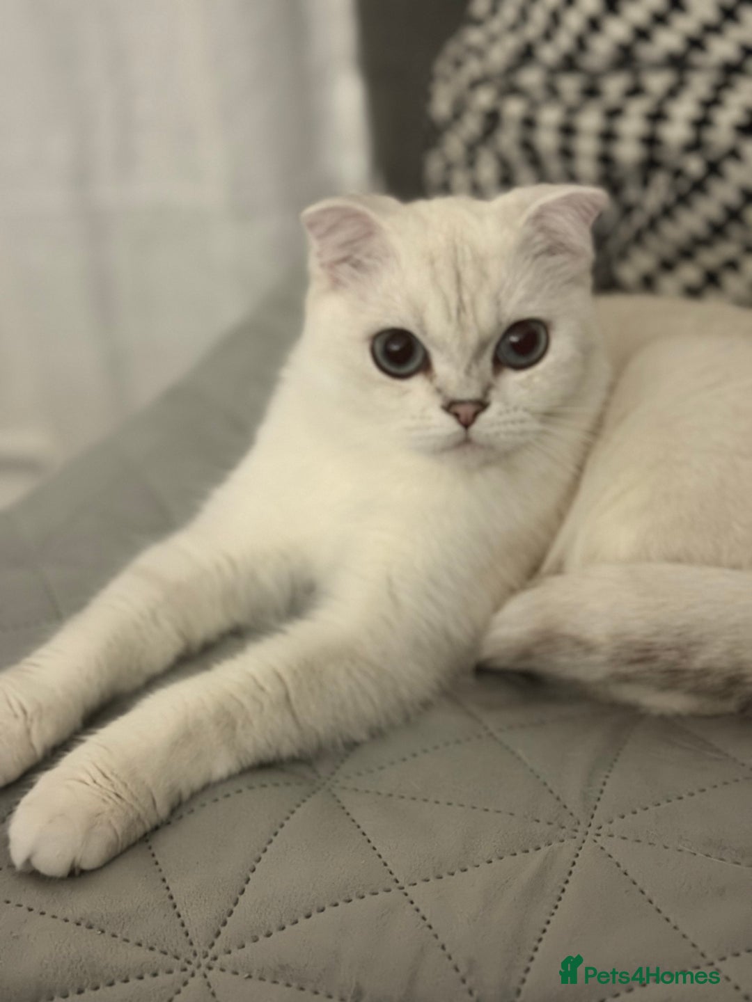 Scottish Fold cats for sale: White Scottish Fold Female looking for loving home - Image 7