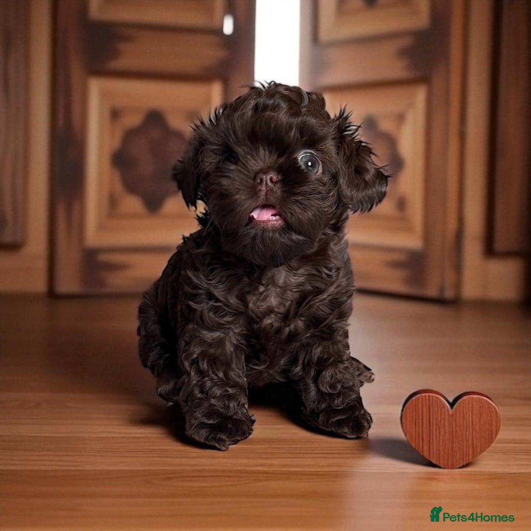 Shih Tzu dogs for sale: Stunning KC chocolate imperial Shihtzu puppies - Image 37