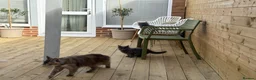 Maine Coon cats for sale: Two blue purebred Maine Coon boys ready - Advert 13