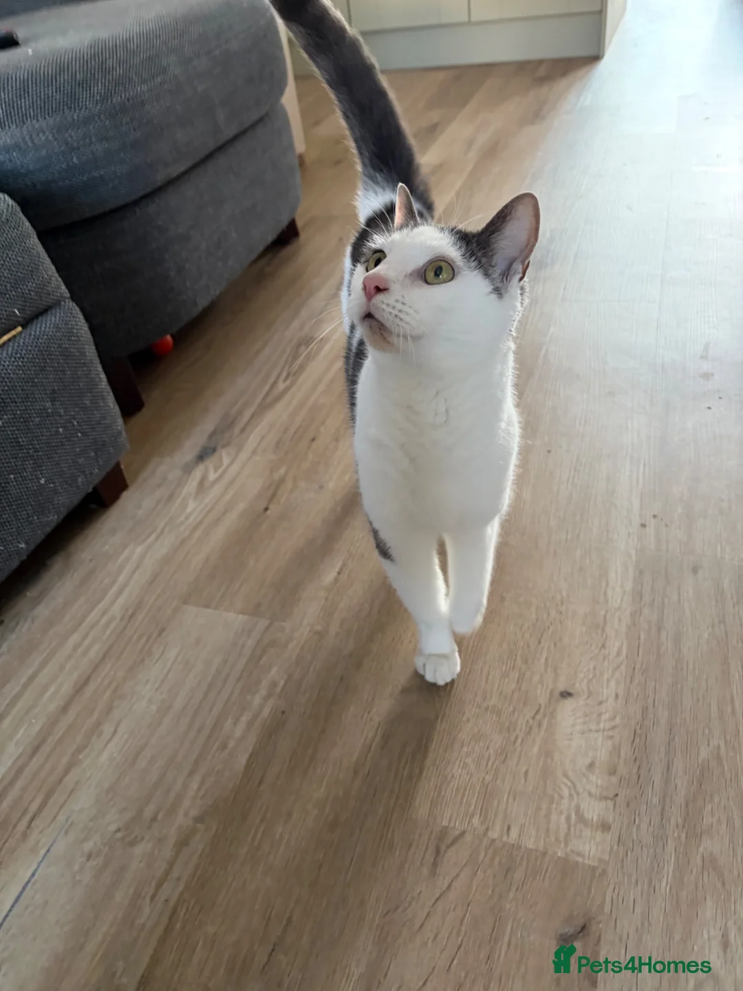 Domestic Shorthair cats for sale: Hendrix-12 Year old Male-Looking for a Quiet Home  - Advert 2